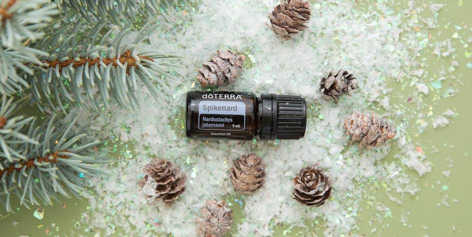 HOW essential oils Spikenard doTERRa uses and benefits