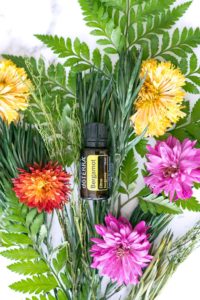 HOW Oils Bergamot doterra essential oil uses and benefits 1